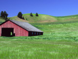 Barn in Field of Wheat  Palouse Area  Washington  USA