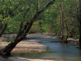 Early Morning Light on Bull Creek  Missouri  USA