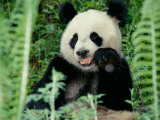 Panda in the Forest  Wolong  Sichuan  China