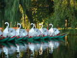 Swan Boats in Public Garden  Boston  Massachusetts