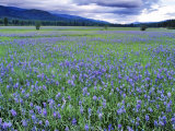 Field of Blue Camas Wildflowers near Huson  Montana  USA