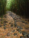 Bamboo Forest on the Waimoku Falls Trail  South of Hana  Maui  Hawaii  USA