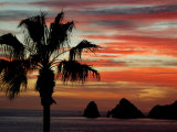 Sunset Palm with Rock Formation  Los Arcos in the Distance  Cabo San Lucas  Baja California  Mexico