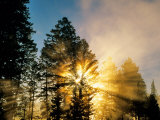 God Rays from Morning Fog Along the Madison River  Yellowstone National Park  Wyoming  USA