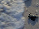 Fauna  Sea turtles  Yucatan  Mexico