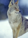 Coyote in Yellowstone National Park  Montana  USA
