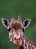 Reticulated Giraffe  Impala Ranch  Kenya