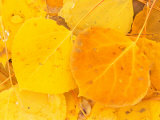 Aspen Leaves  Gunnison National Forest  Colorado  USA