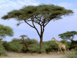 Southern Giraffe and Acacia Tree  Okavango Delta  Botswana