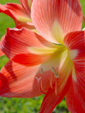 Peach Amaryllis  Edgewater  Florida