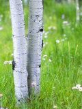Aspen Trees and Wildflowers  Lake City  Colorado  USA