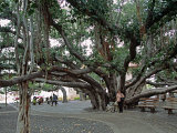 Banyan Tree in Lahaina  Maui  Hawaii  USA