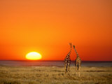 Giraffes Stretch their Necks at Sunset  Ethosha National Park  Namibia