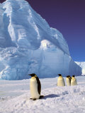 Emperor Penguins  Cape Darnley  Australian Antarctic Territory  Antarctica