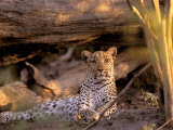 Leopard  Okavango Delta  Botswana