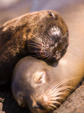 Mom and Baby Sea Lions  South Plaza Island  Galapagos Islands National Park  Ecuador
