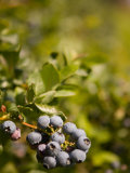 Blueberry Farm  Skagit County  Washington  USA