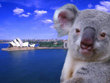 Portrayal of Opera House and Koala  Sydney  Australia