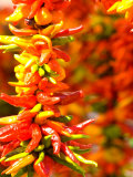 Chili Peppers  Seattle Public Market  Washington  USA