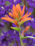 Scarlet Paintbrush and Larkspur  Olympic National Park  Washington  USA
