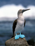 Blue Footed Booby  Galapagos Islands  Ecuador