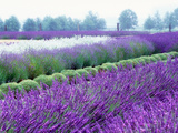 Lavender Field  Sequim  Washington  USA