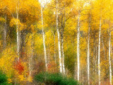 Fall Aspen Trees along Highway 2  Washington  USA