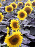 Sunflower Field  Jamestown  North Dakota  USA