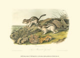 Marmot Squirrel