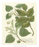 Weinmann Greenery III