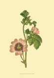 Tropical Ambrosia II