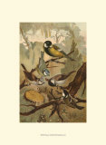 Titmice