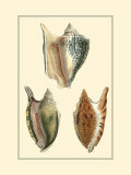 Classic Shells II