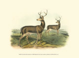 Columbian Black-Tailed Deer