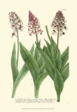 Lilac Blooms II
