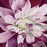 Pink Dahlia
