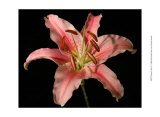 Dream Lilies IV
