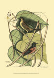 Baltimore Bird and Catalpah