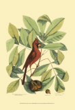 Red Bird and Hiccory Tree