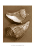 Sensual Shells I