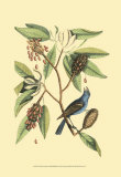 The Blew Grosbeak