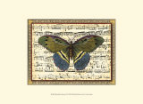 Butterfly Harmony II