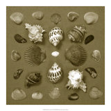 Shell Collector Series VI