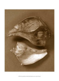 Sensual Shells II