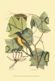 Baltimore Bird and Tulip Tree