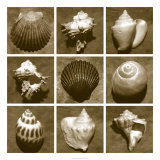 Shell Sampler
