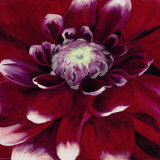 Red Dahlia
