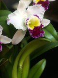 The Cattleya Orchid