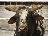 Championship Bulls at the Mequite Rodeo Ranch
