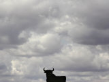 A Bull  Ciudad Real  Spain